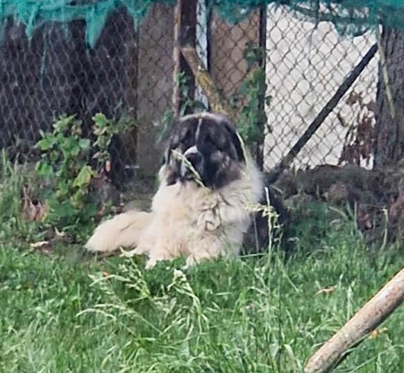 Simba