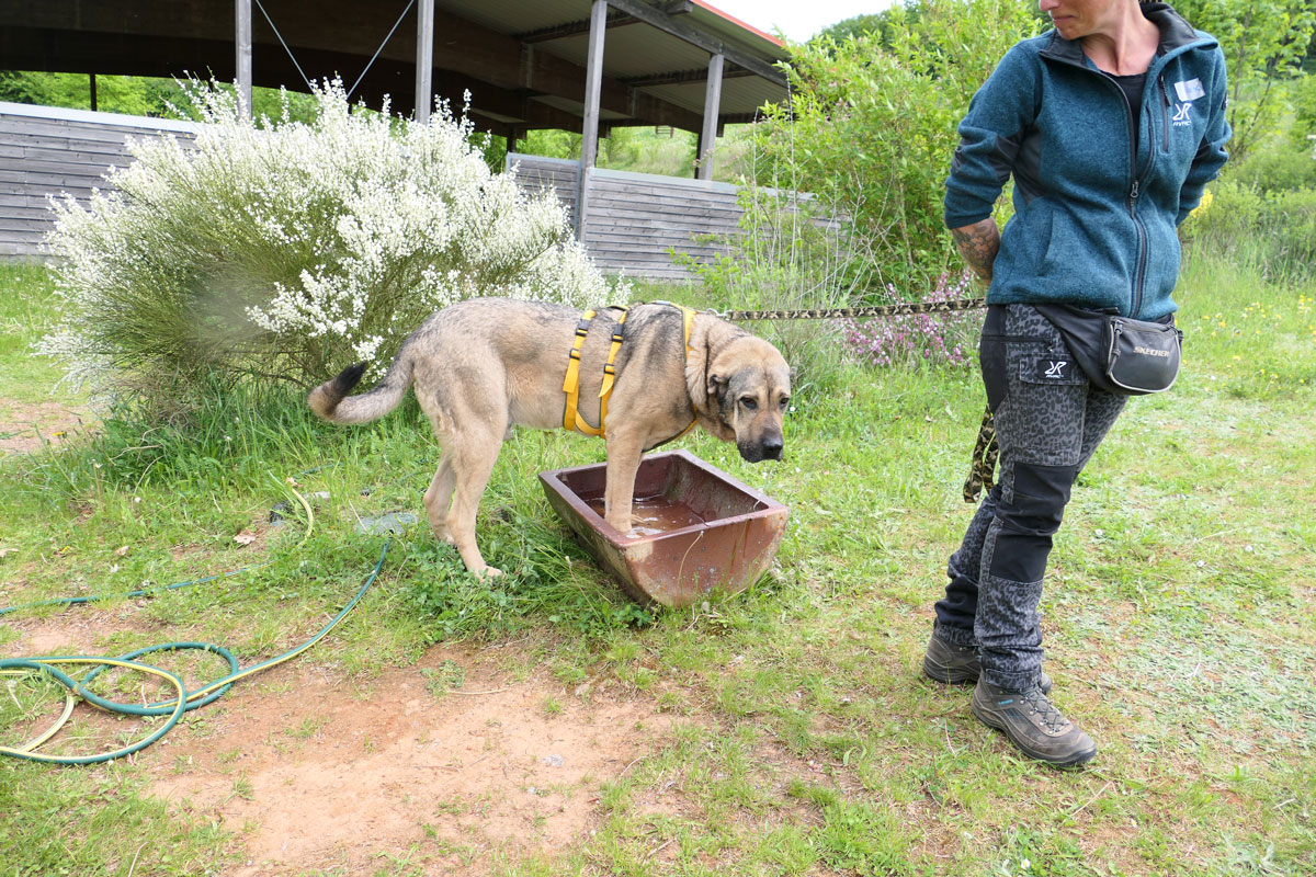 neues Foto Juli 2025 - Hedonis liebt Wasser
