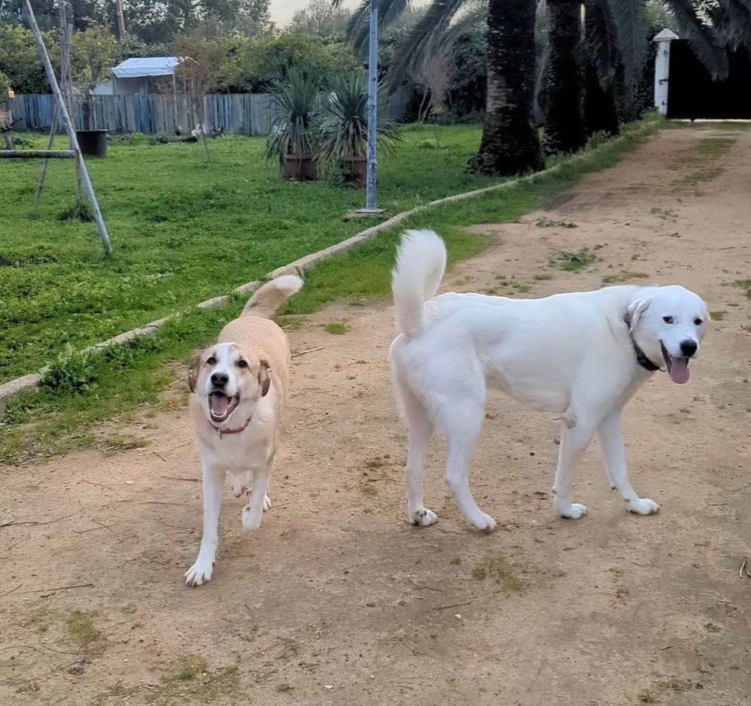 Poli (li), Osito (re)