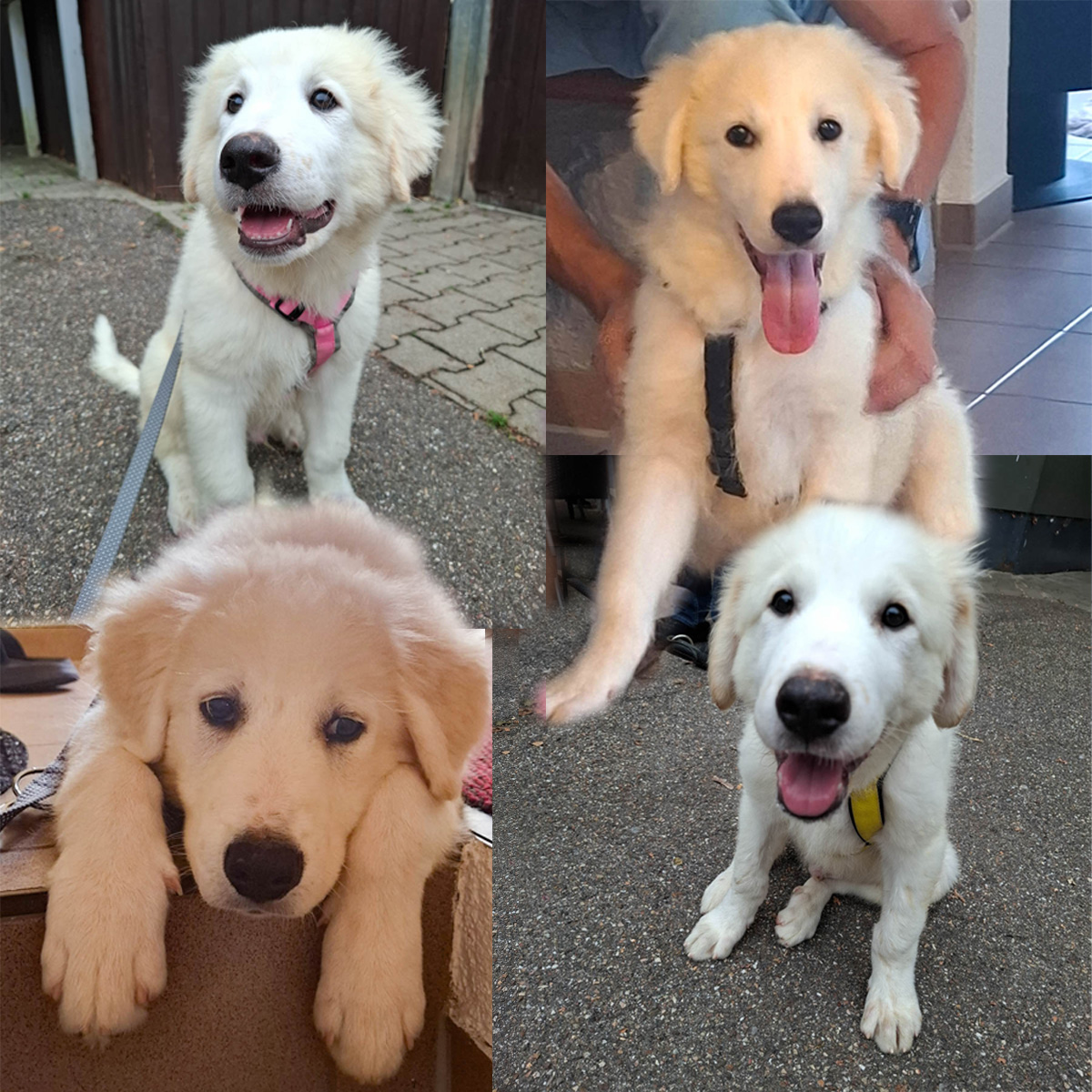 Kenai, Kermit, Kanto & Kito