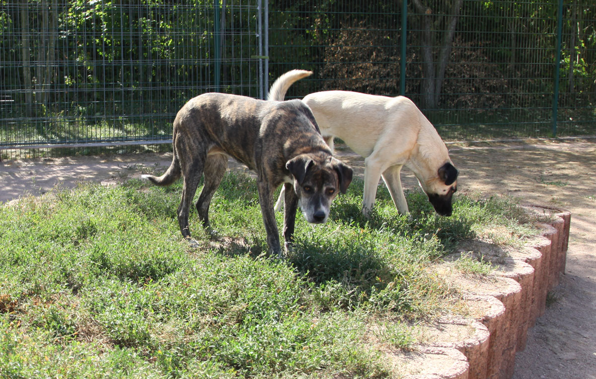 Little Bit und Bontje