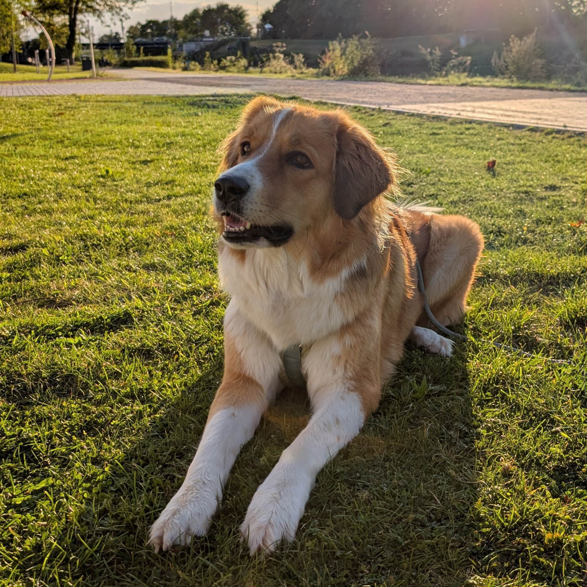 Bailey