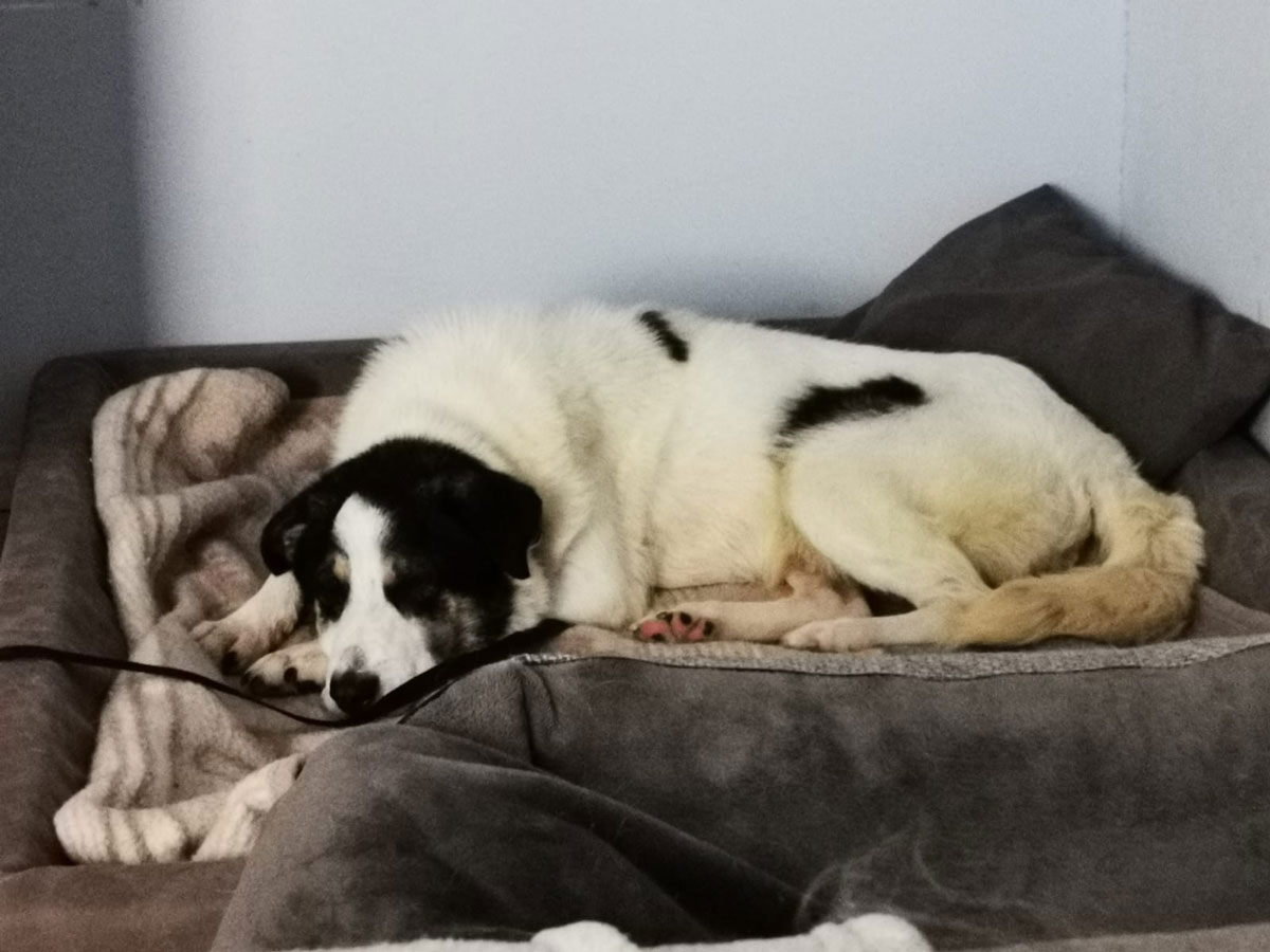 neues Foto Oktober 2025 - Lono beim Katzentest