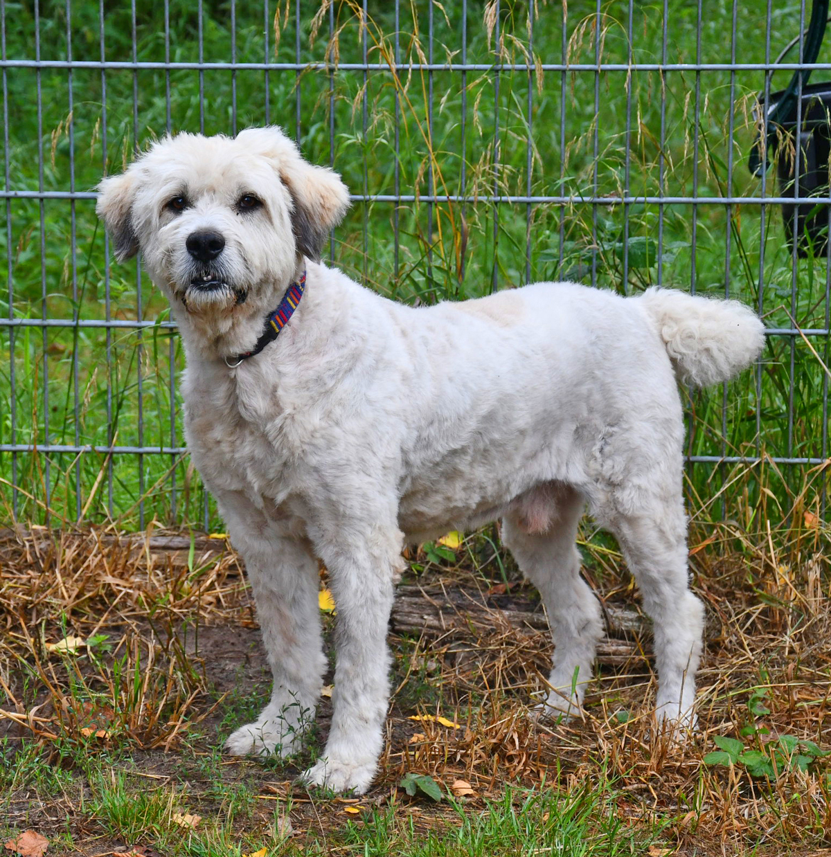 neues Foto Oktober 2025 - Charlie frisch geschoren