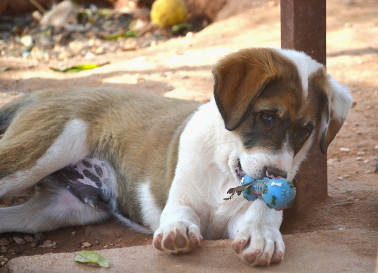 neues Foto November 2025 - Brandy