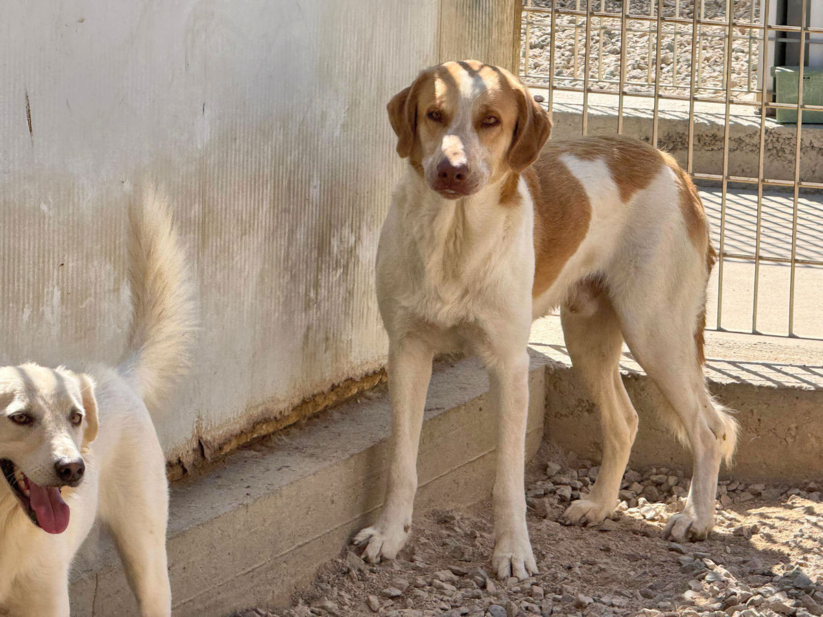 neues Foto November 2025 - VALERIANO