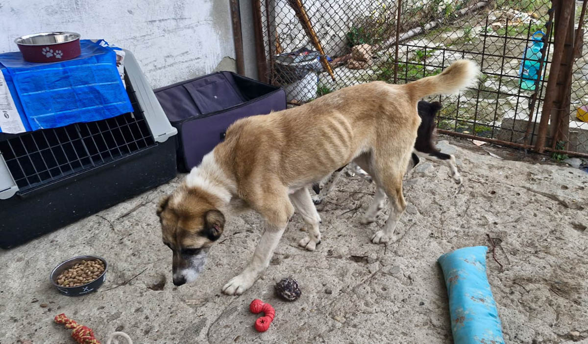 so kam Tasha bei mir an