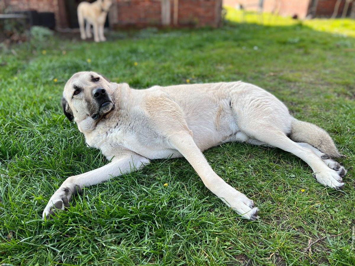 In Gedenken an Cabbar