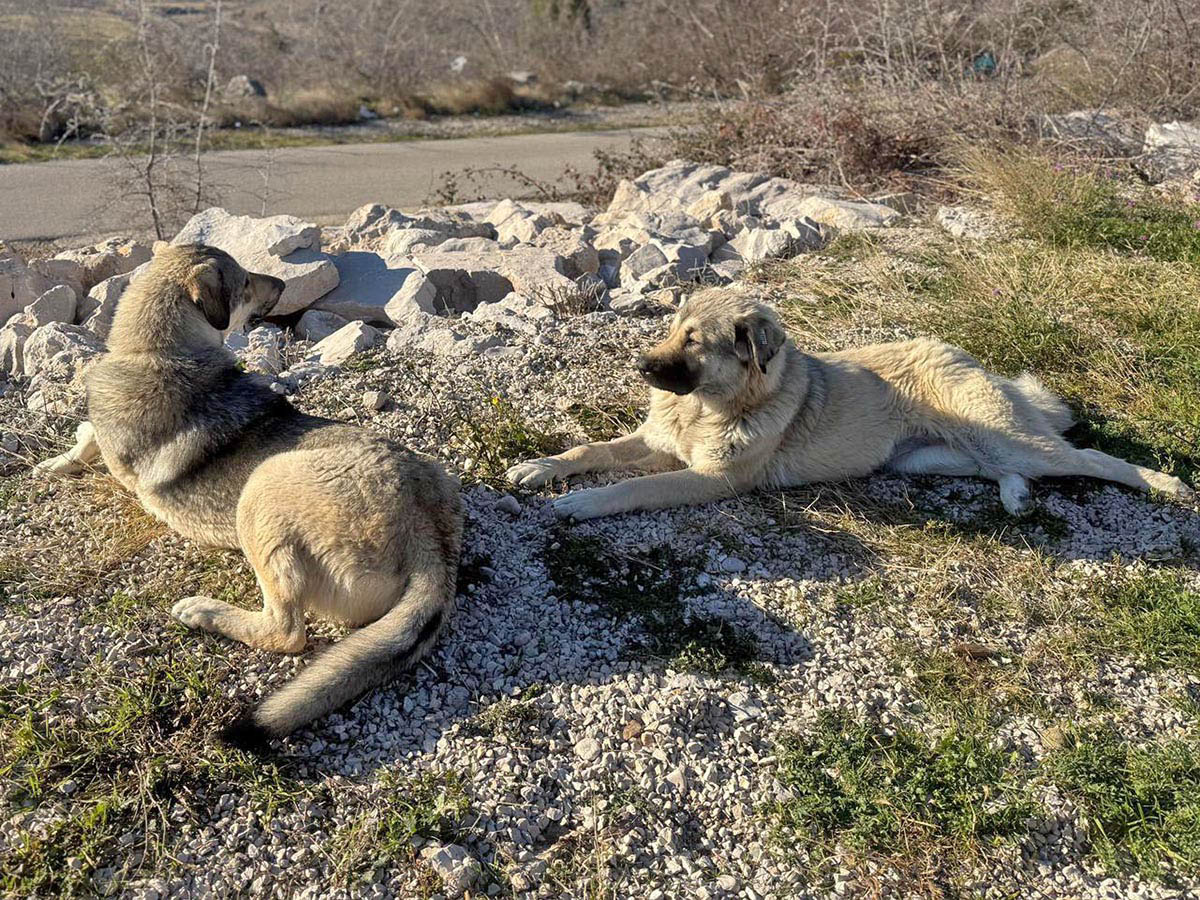 Snicket (li) und Lemonia (re)