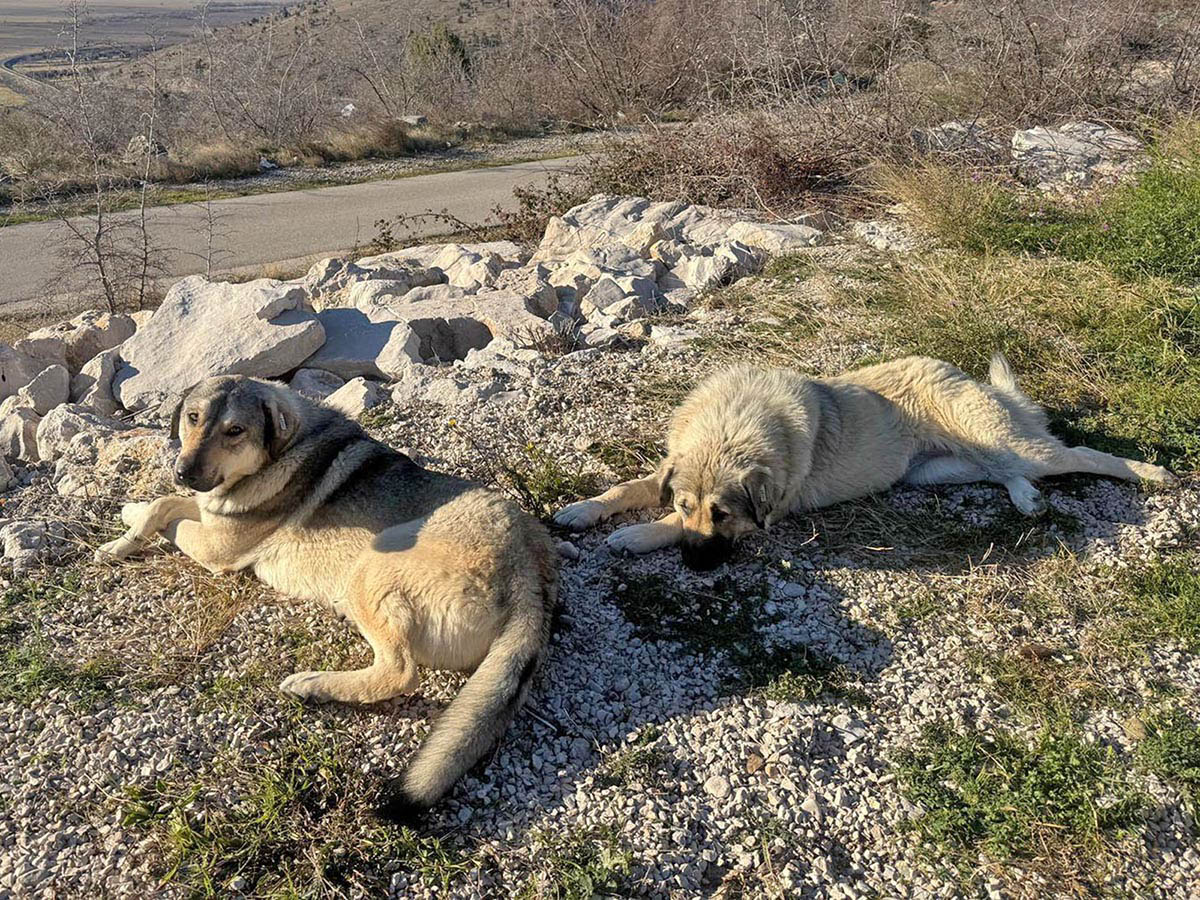 Snicket (li) und Lemonia (re)