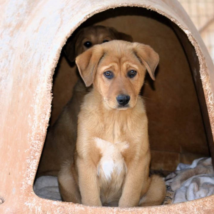 Maya (vo),Millie (hi)