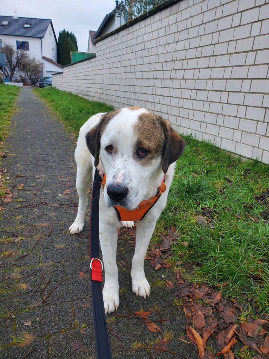 neues Foto Januar 2026 - Max