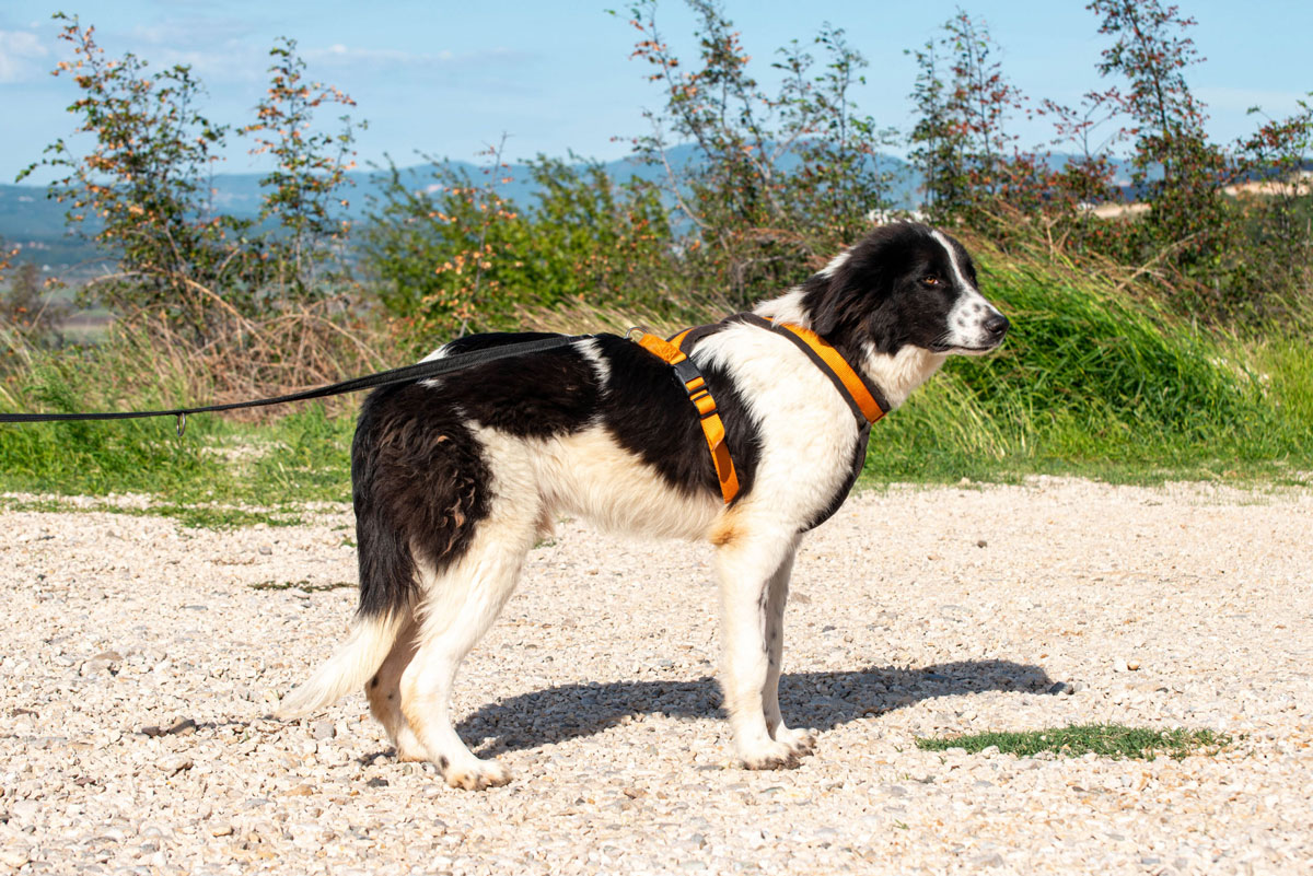 neues Foto Januar 2026 - Morrisson