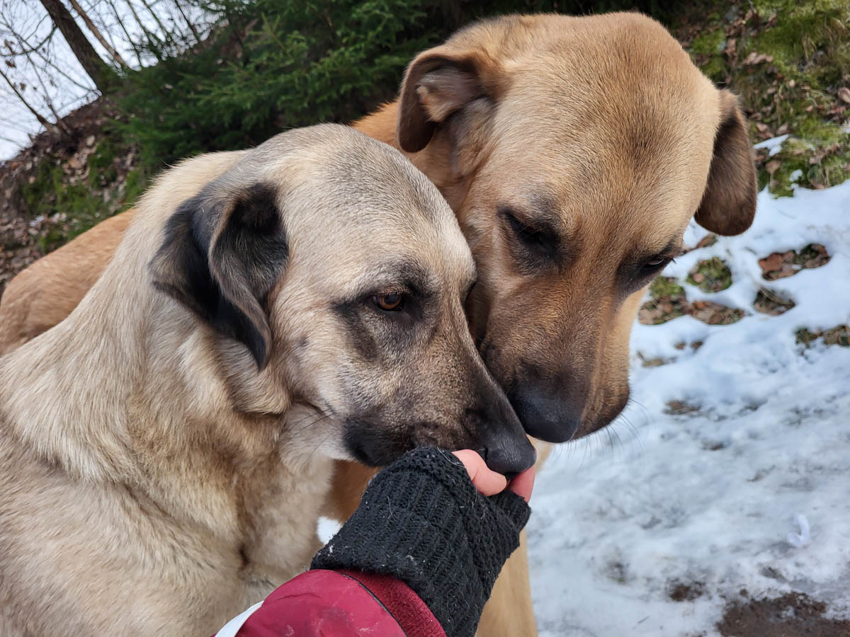 Luna (li) und Balu (re)