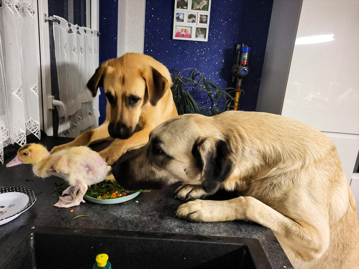 Balu (li) und Luna(re)