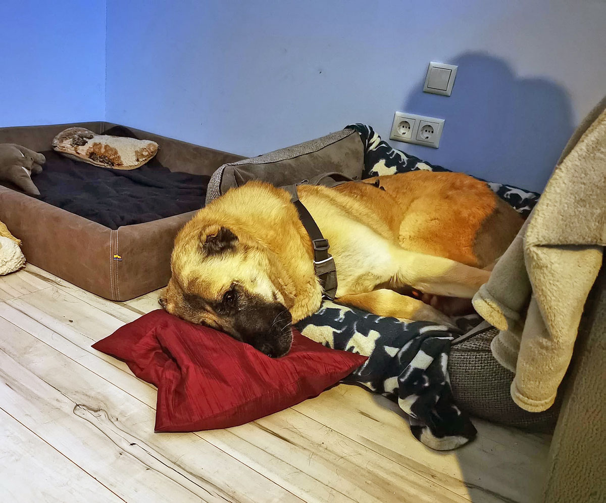 Burrito chillt beim Katzentest