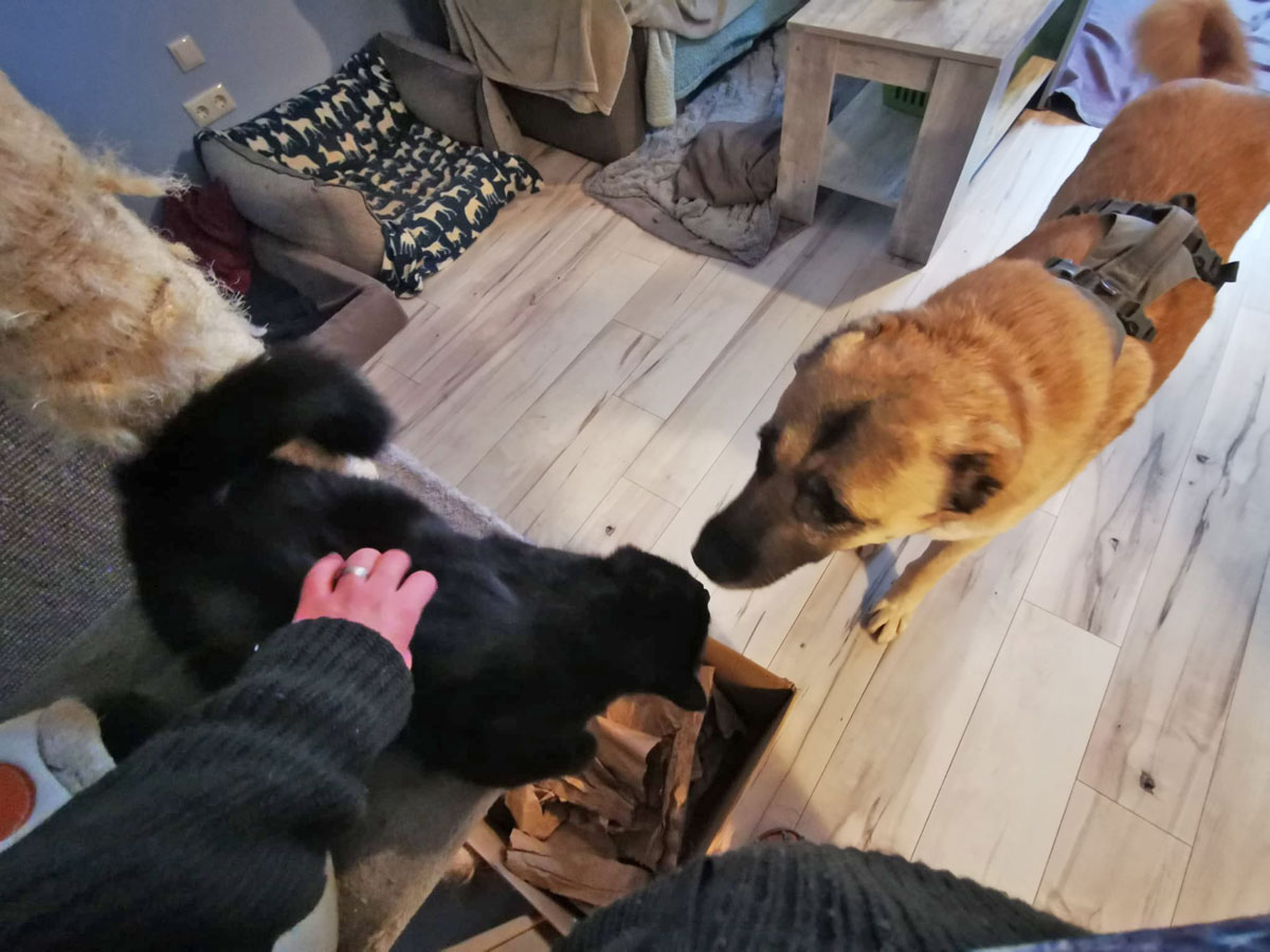 Burrito beim Katzentest