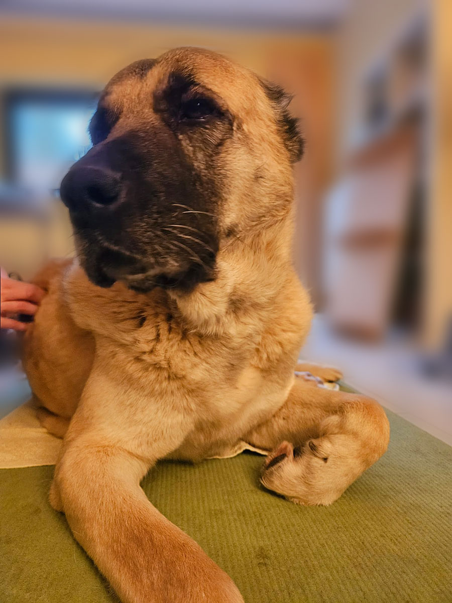 Burrito bei der Physio