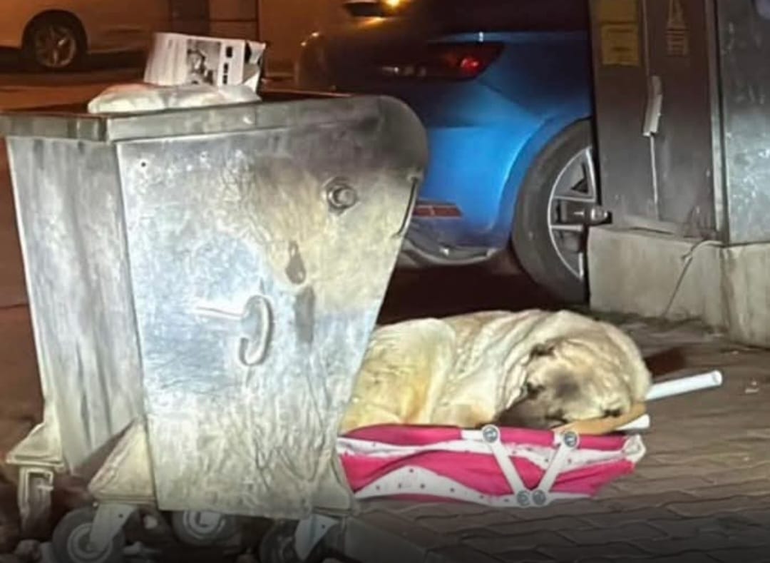 so wurde Burrito gefunden