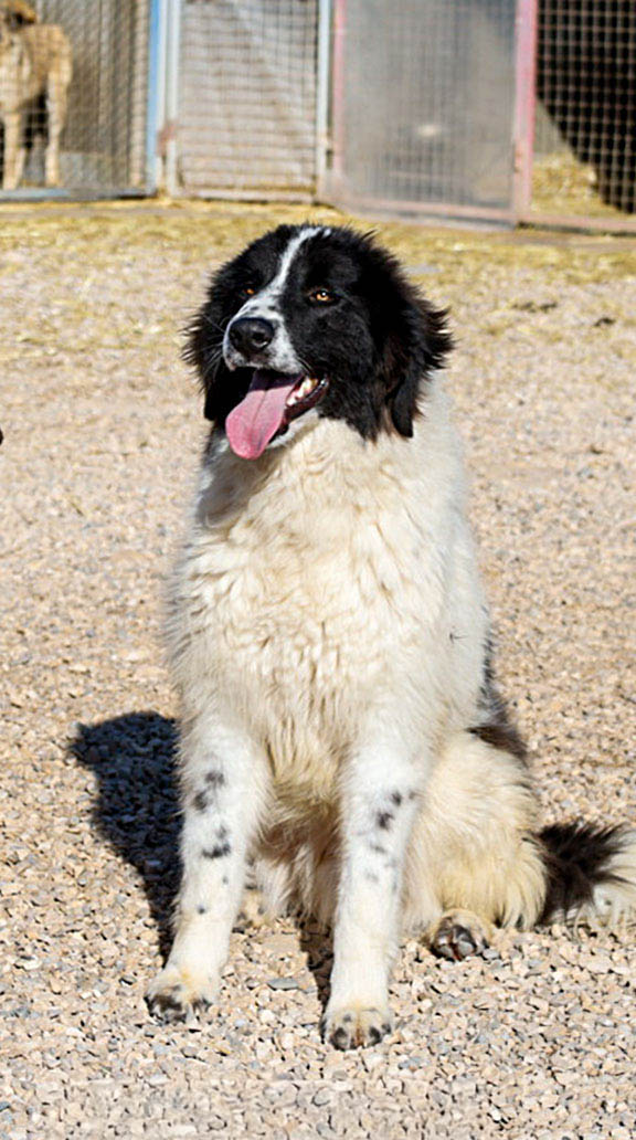 Morrisson, neue Fotos Februar 2026