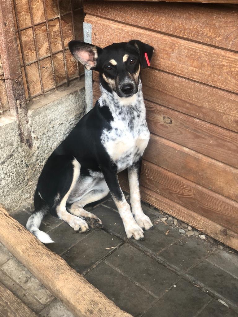 Pari in Rumänien im Shelter