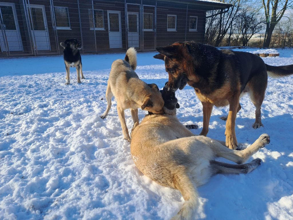 Tillian, Little Bit und Bernadette