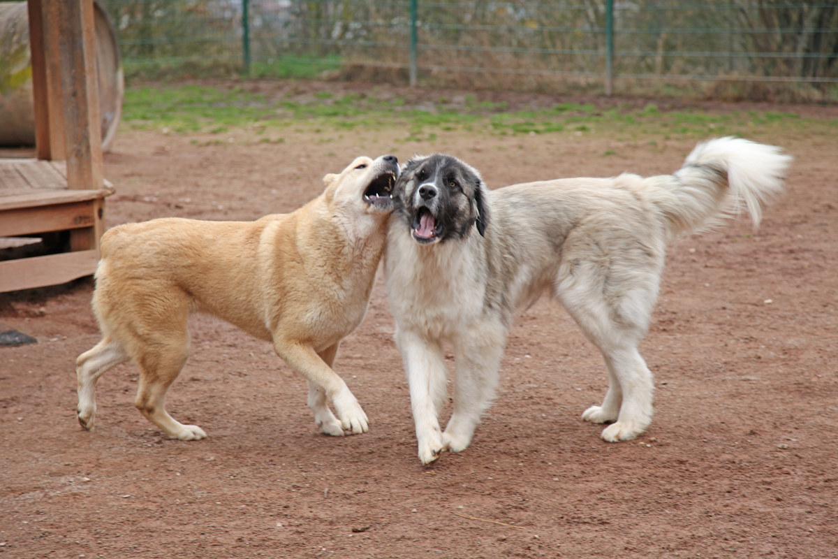 Petit im Spiel mit Ilumo