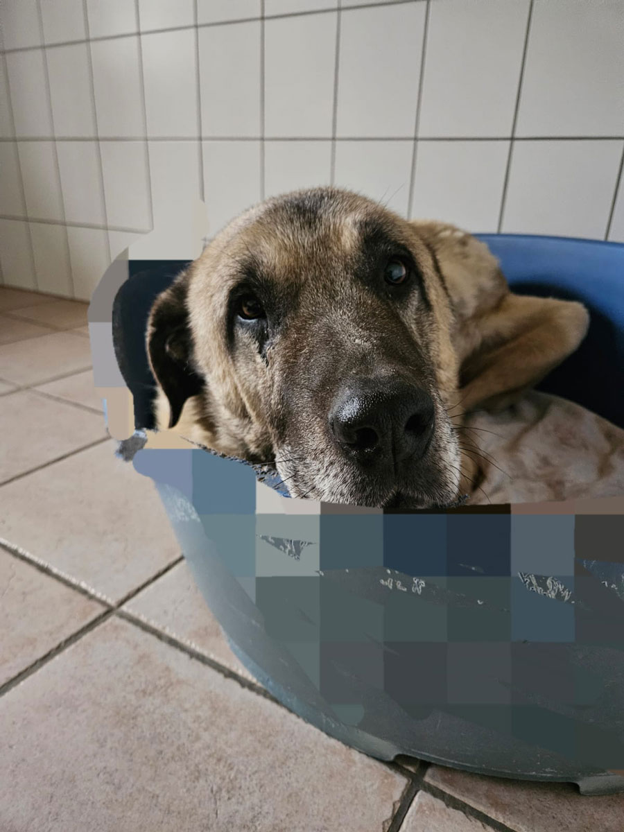 ein ruhiges Körbchen