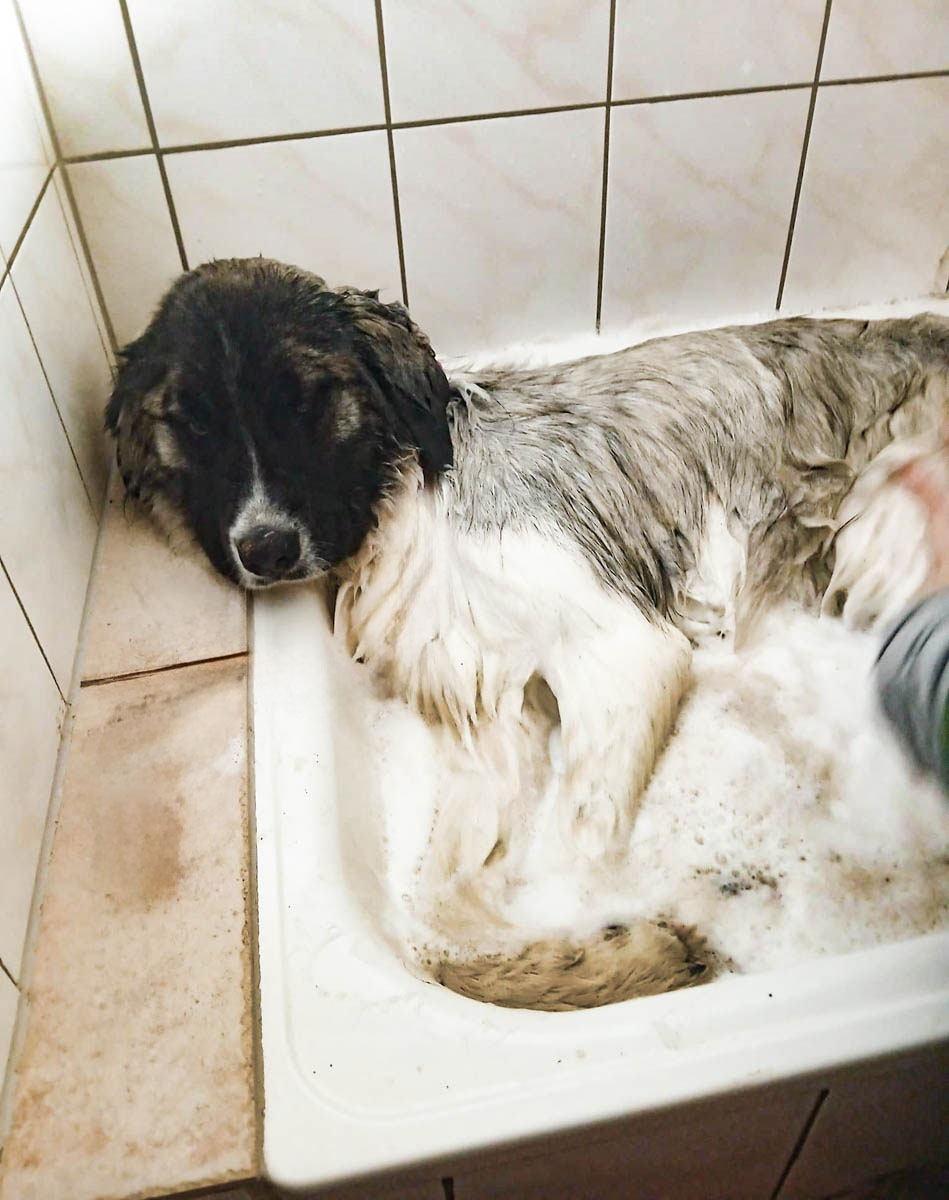 Ilumo genießt das Bad