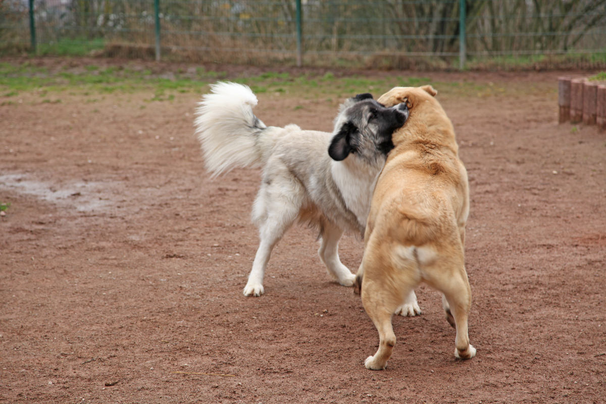 Ilumo und Petit Four