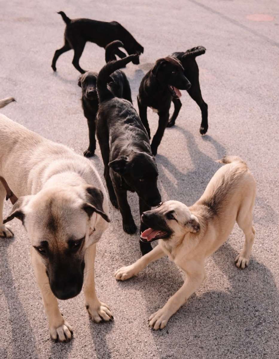 Dunja (li) mit ihren Welpen