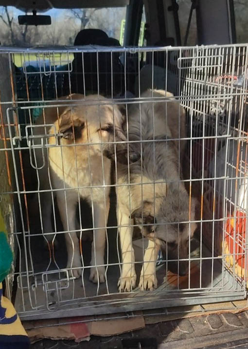 Maya (li) & Sossy (re)