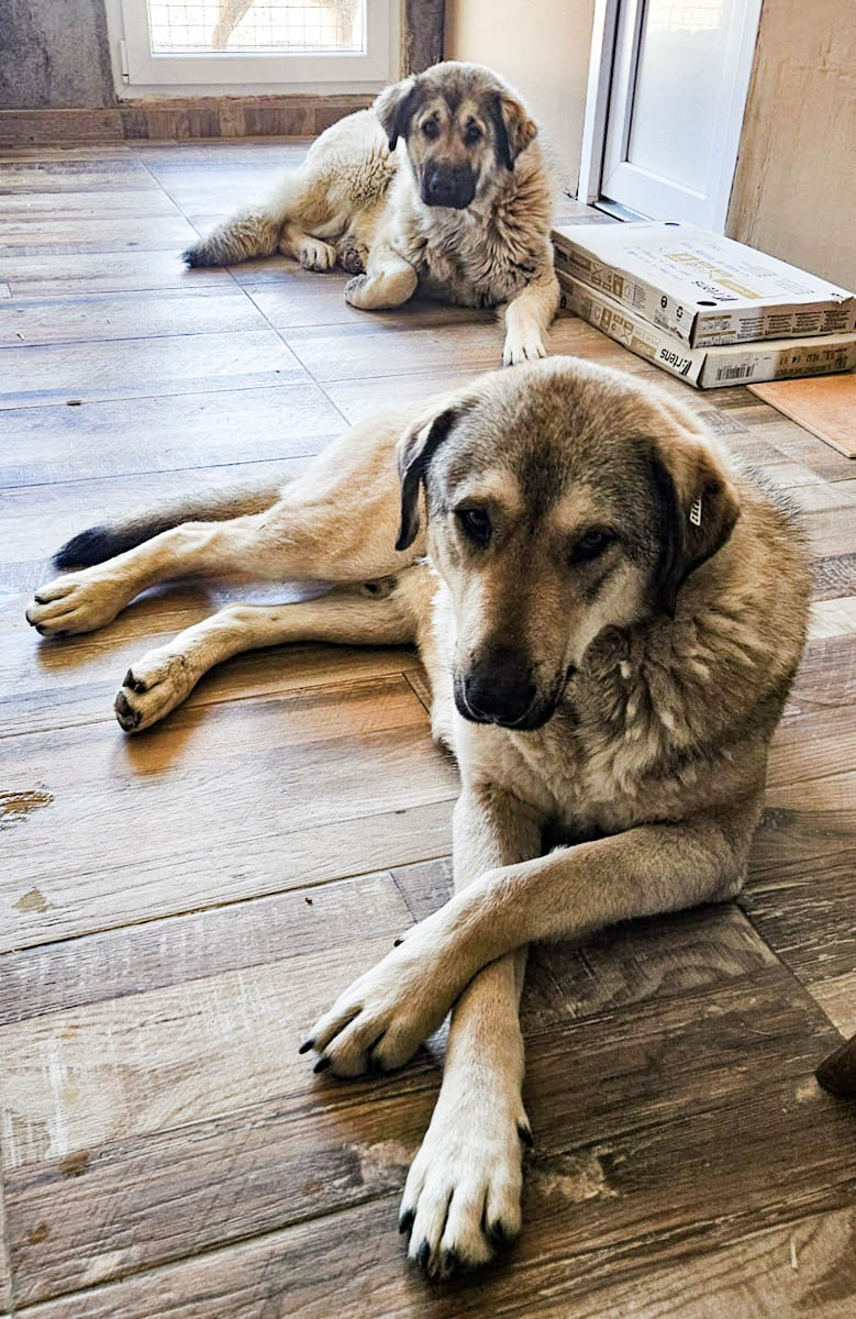 neues Foto März 2026, Lemonia (hi) Snicket (vo)