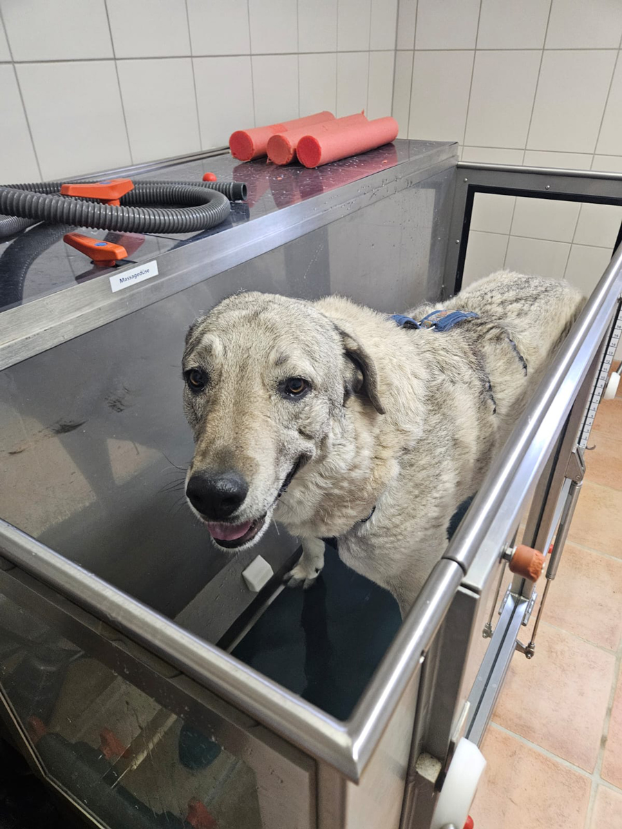 neues Foto April 2026: Yasha bekommt jetzt regelmäßig Physiotherapie und hat mal Probelaufen im Wasserbad ohne Wasser gemacht