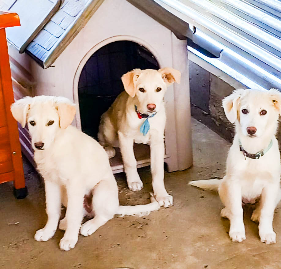 Elettra (li.), Toffee (re.)