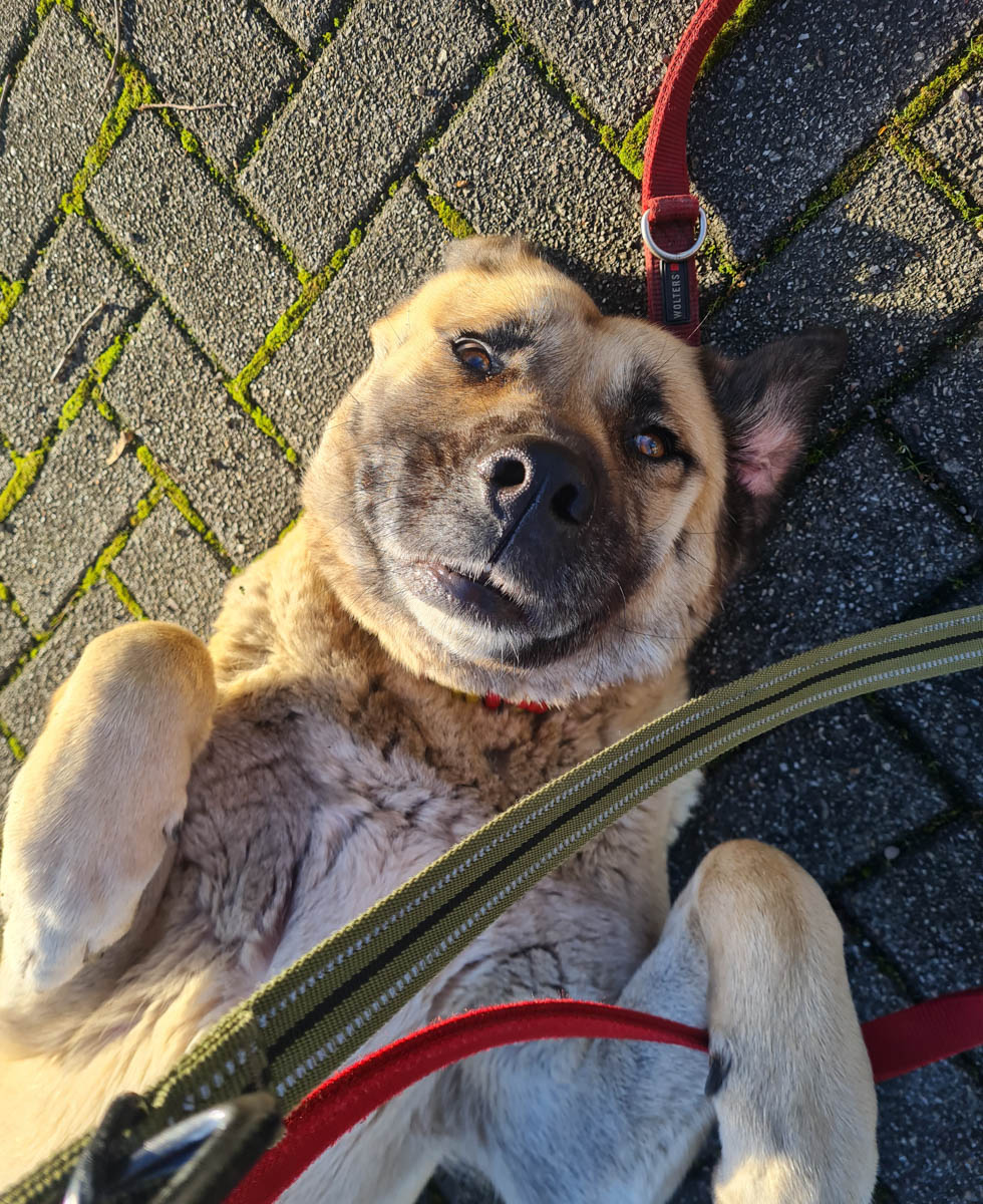 Fistik, neues Foto Mai 2026