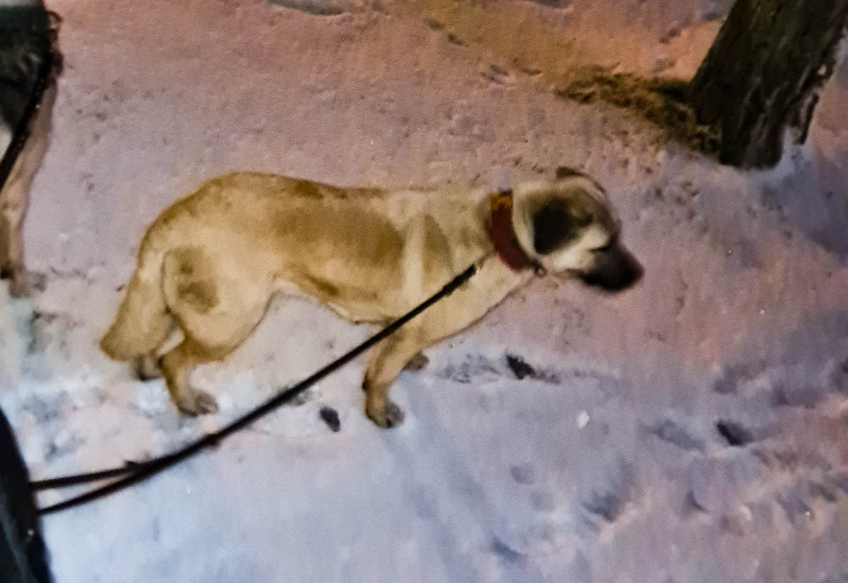 Fistik, neues Foto Mai 2026