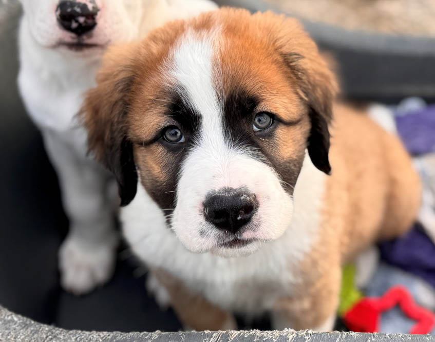 Dorian, neues Foto Mai 2026