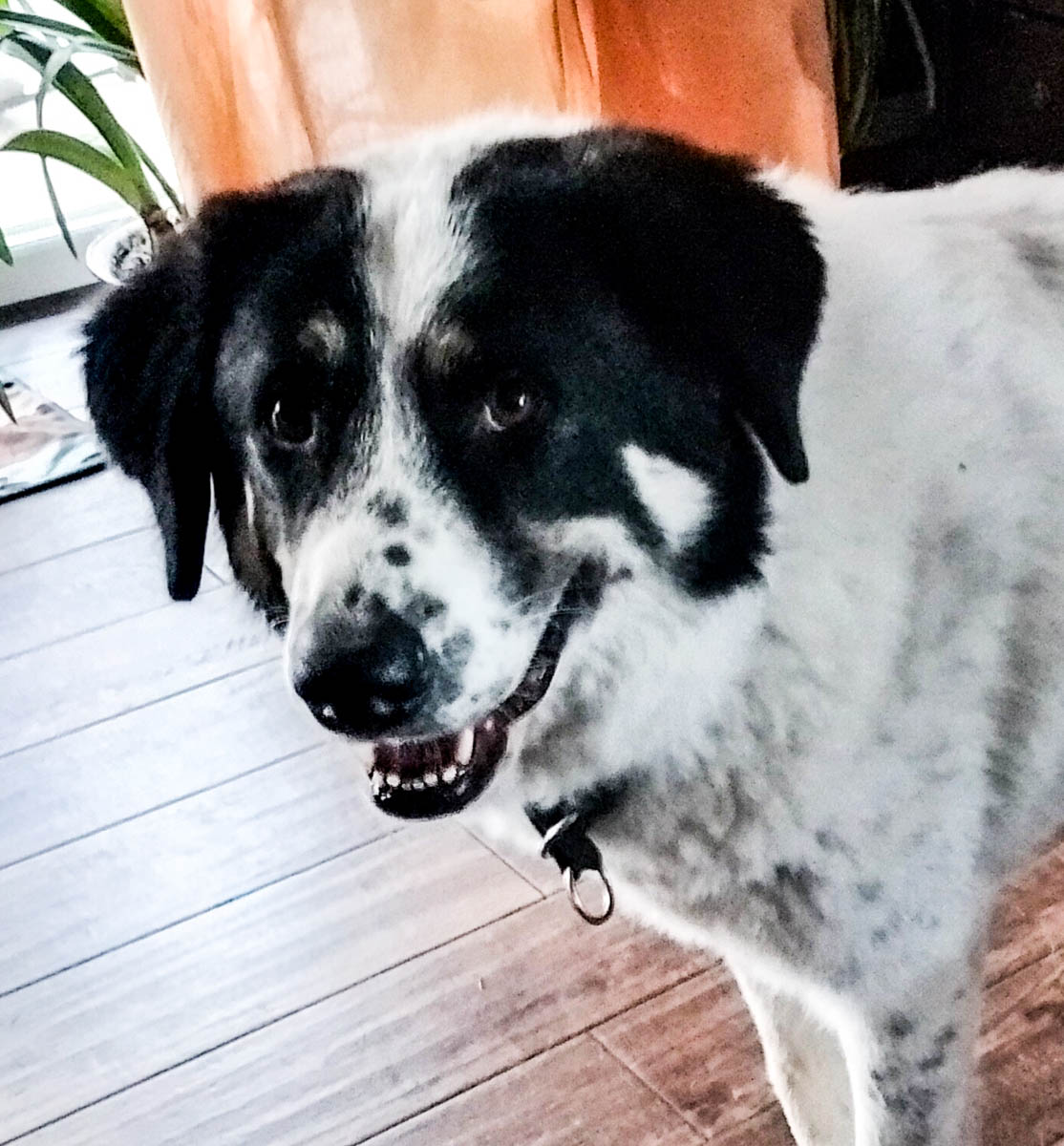 Hera, neues Foto Mai 2026