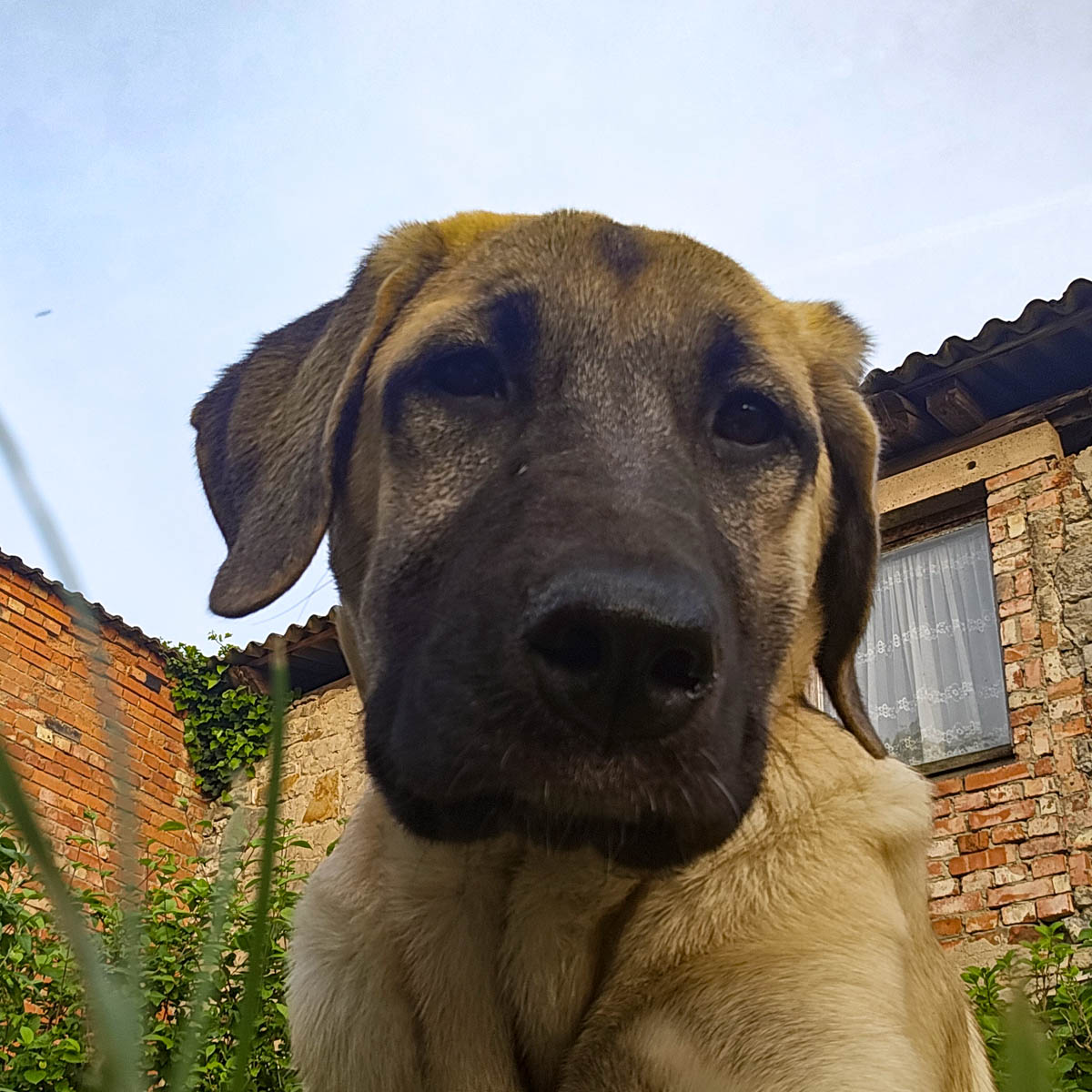 Berta