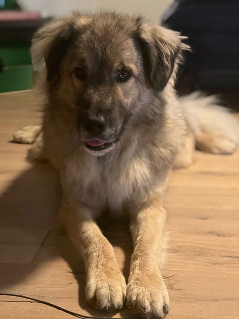 Babak im neuen Zuhause