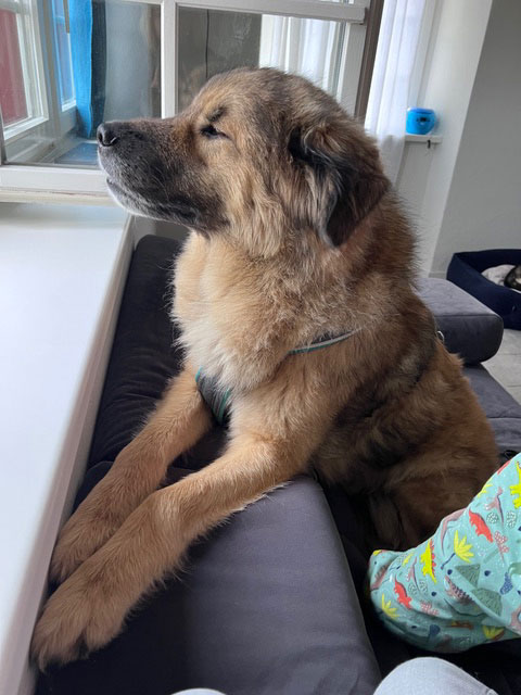 Babak im neuen Zuhause