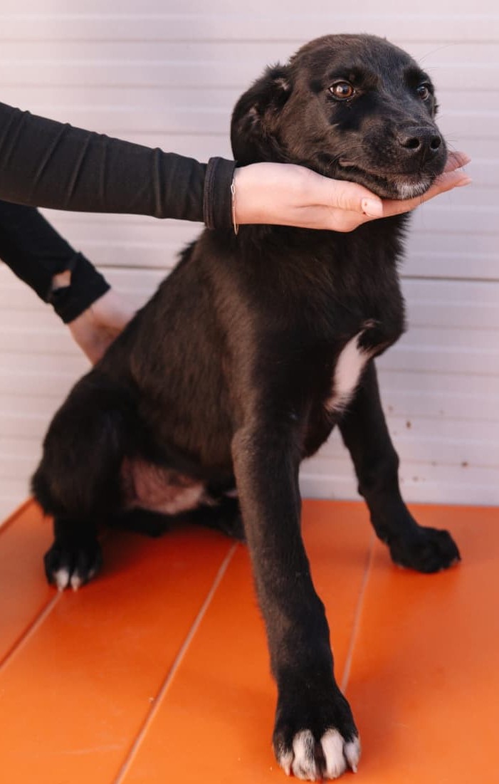 Pea, neues Foto Juni 2026