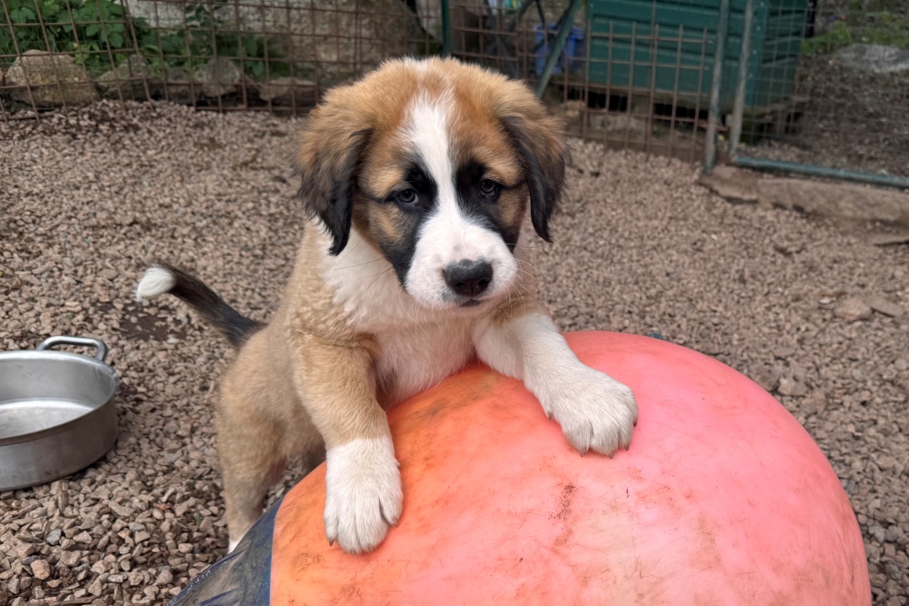 Dorian, neues Foto Juni 2026