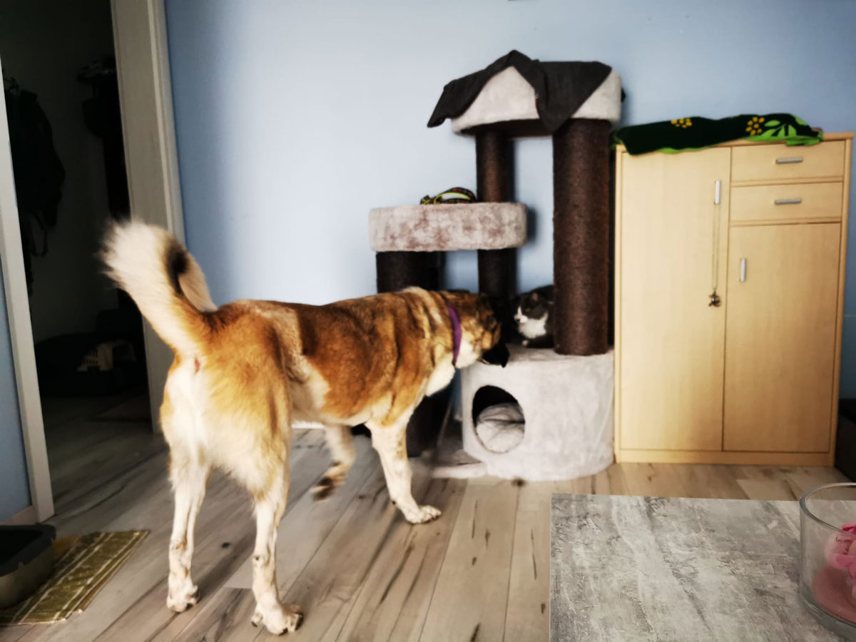 neues Foto Juni 2026 - Torii beim Katzentest