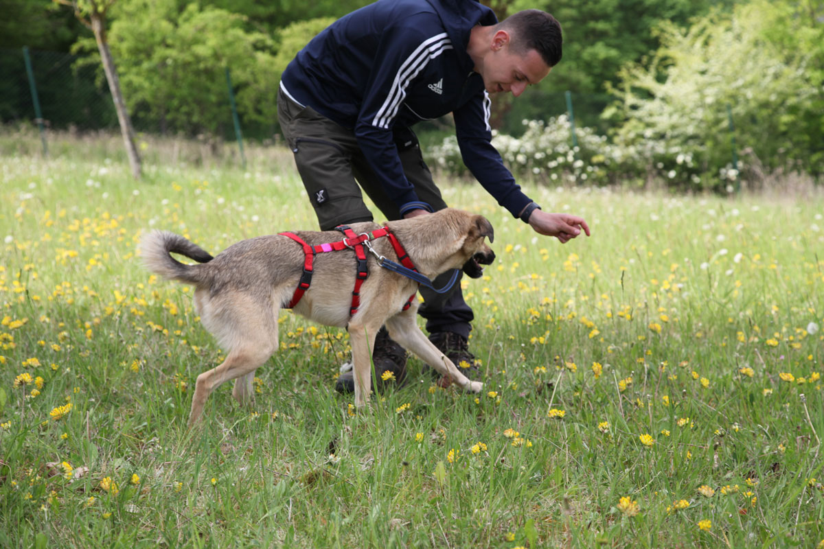 Tillian beim Training