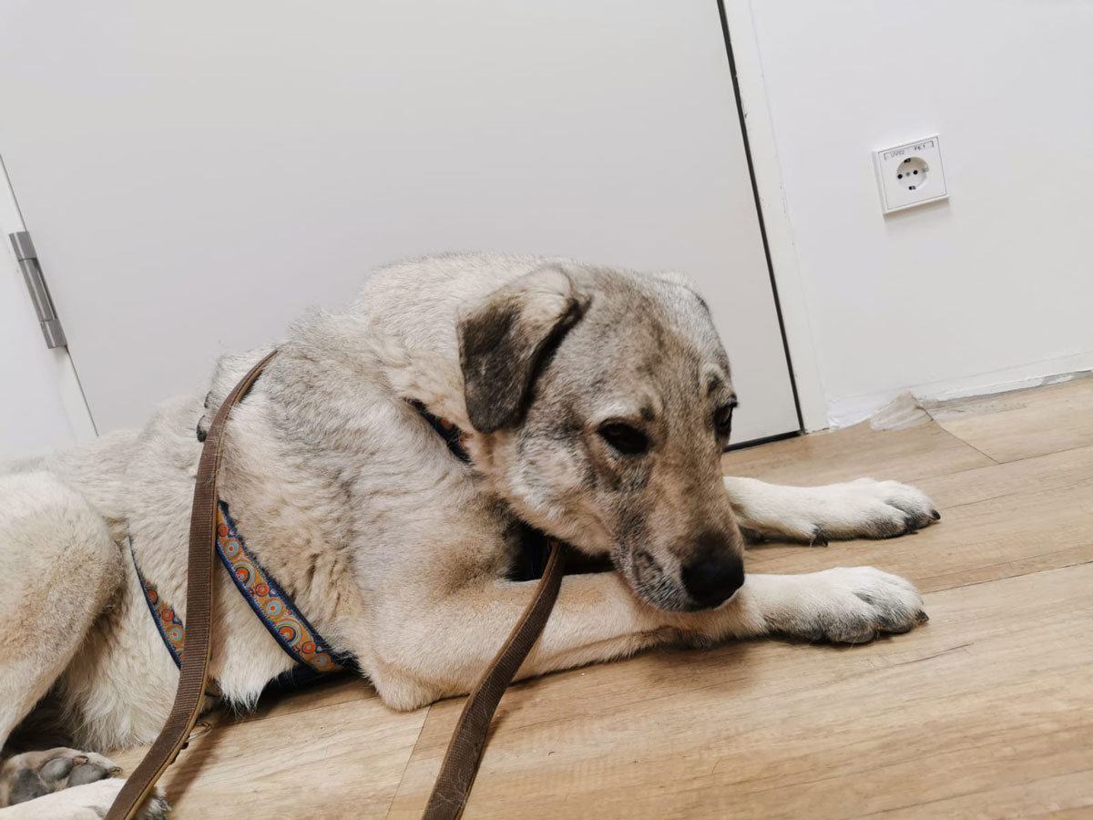 Yasha in der Tierklinik