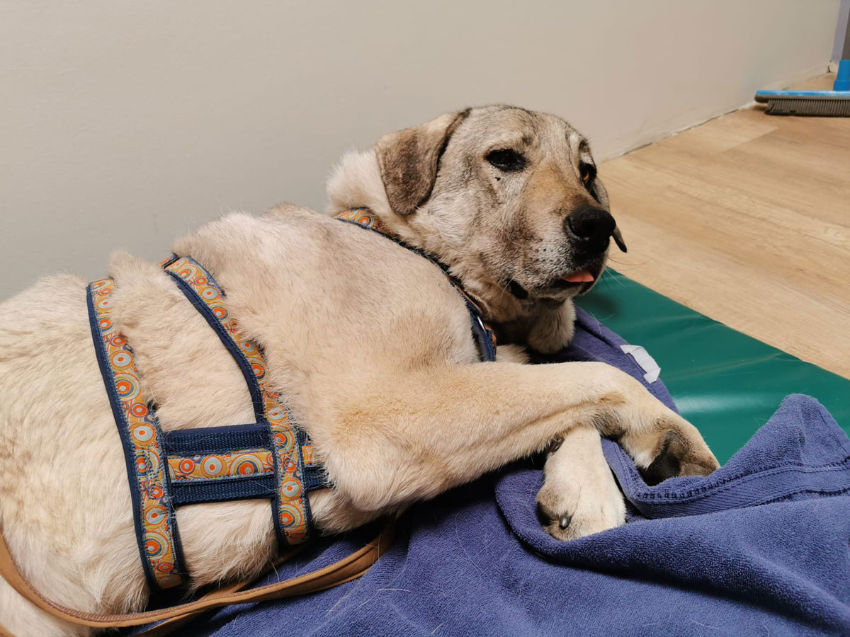 Yasha in der Tierklinik