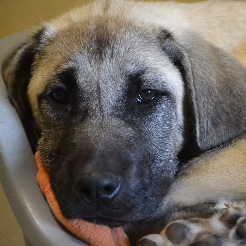Aslan, neues Foto Juli 2026