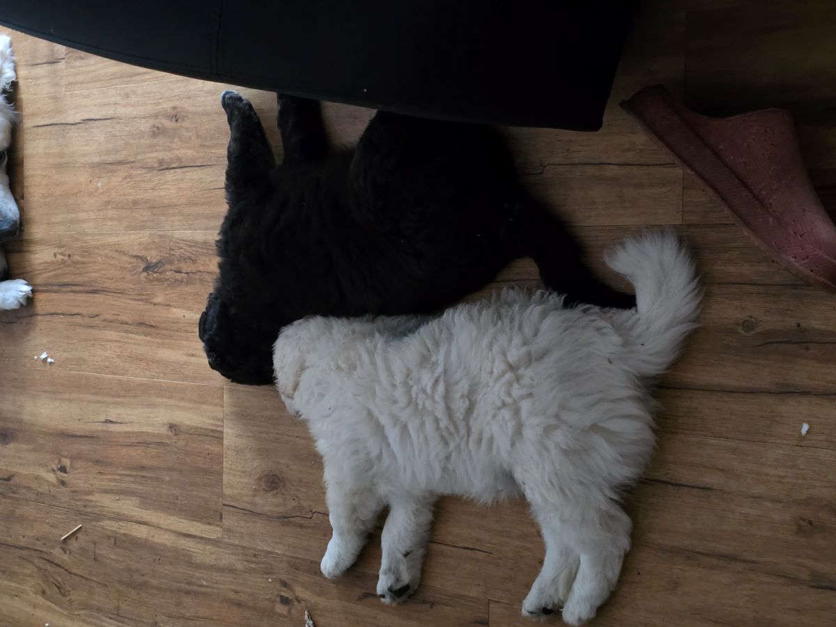 Kimba&Blacky